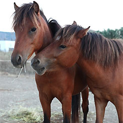 donate-skyrian-horses