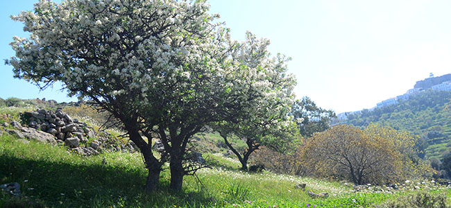 holy gardens Patmos our aproach